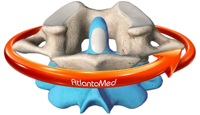 The first two cervical vertebrae: Atlas and Axis