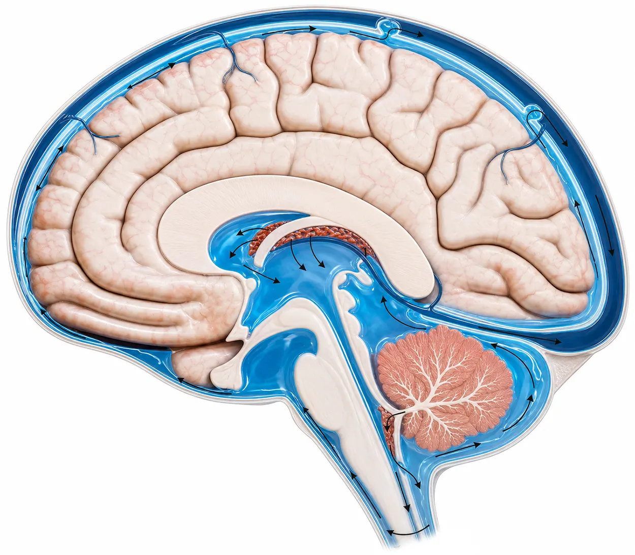 cerebrospinal fluid