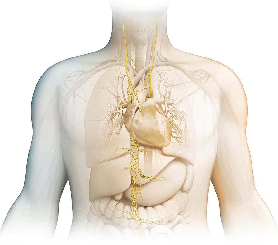 Functions of the vagus nerve