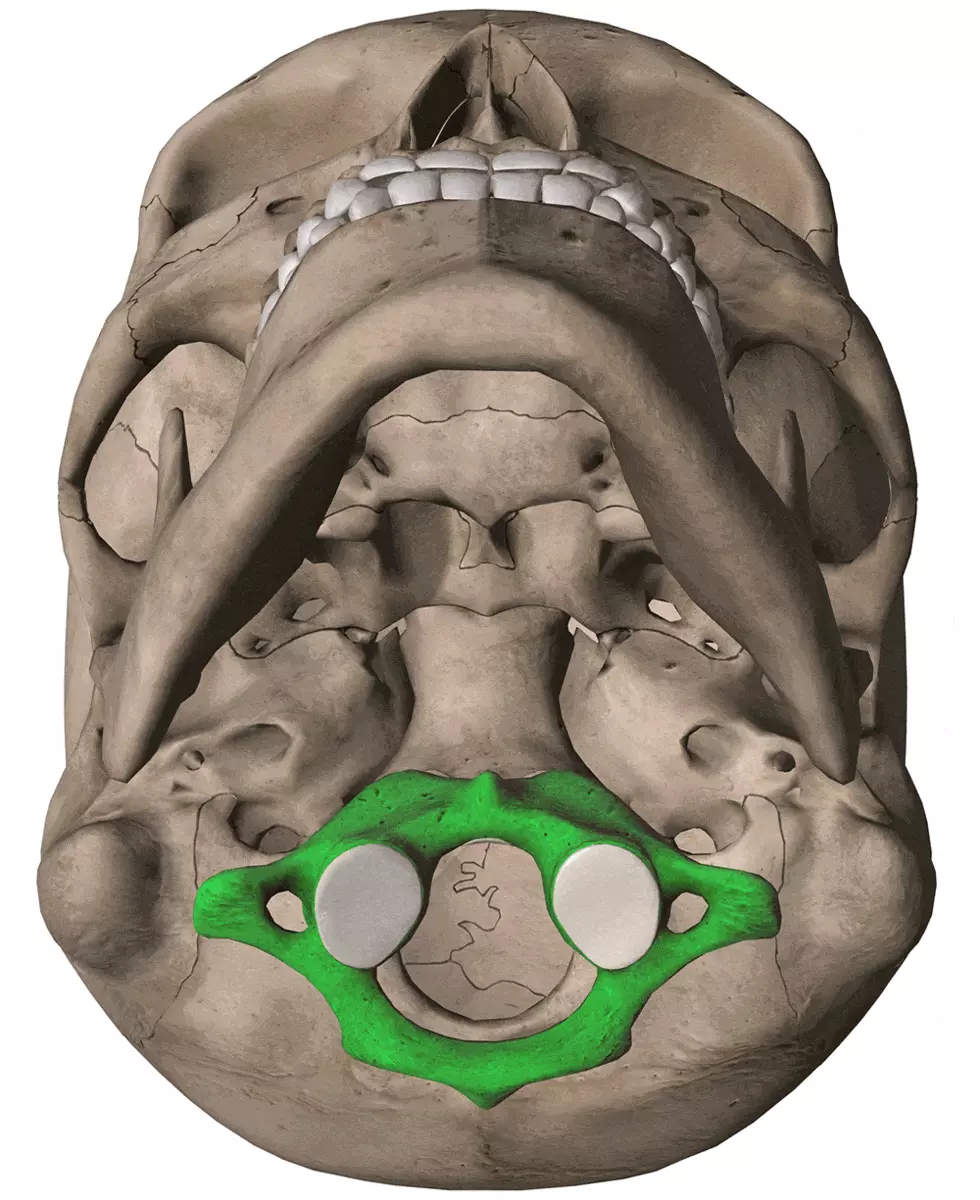 Cervical spine straightening and Atlas vertebra