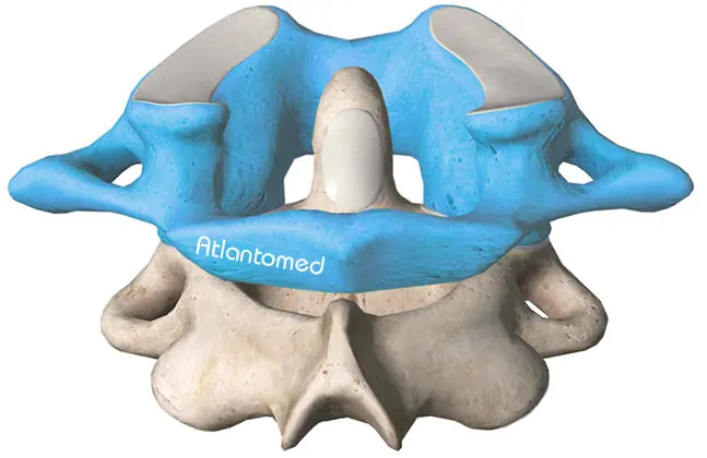 Atlas Vertebra above Axis