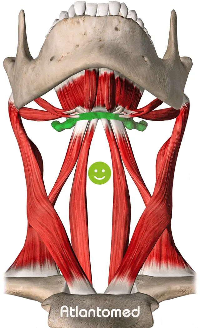 Representation of the hyoid bone as a posture balance