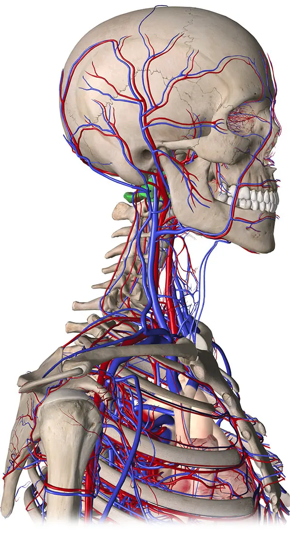 Headache and blood circulation in the head