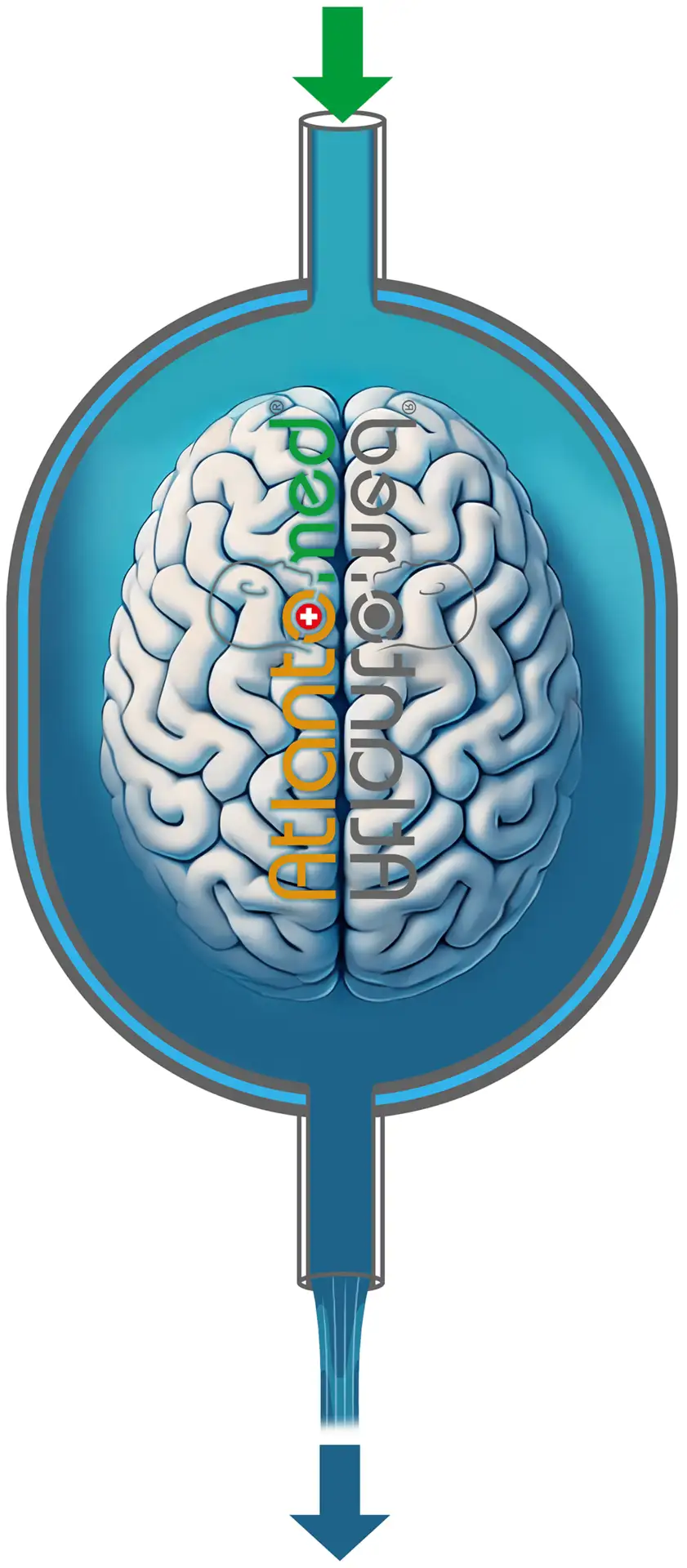 cerebrospinal fluid