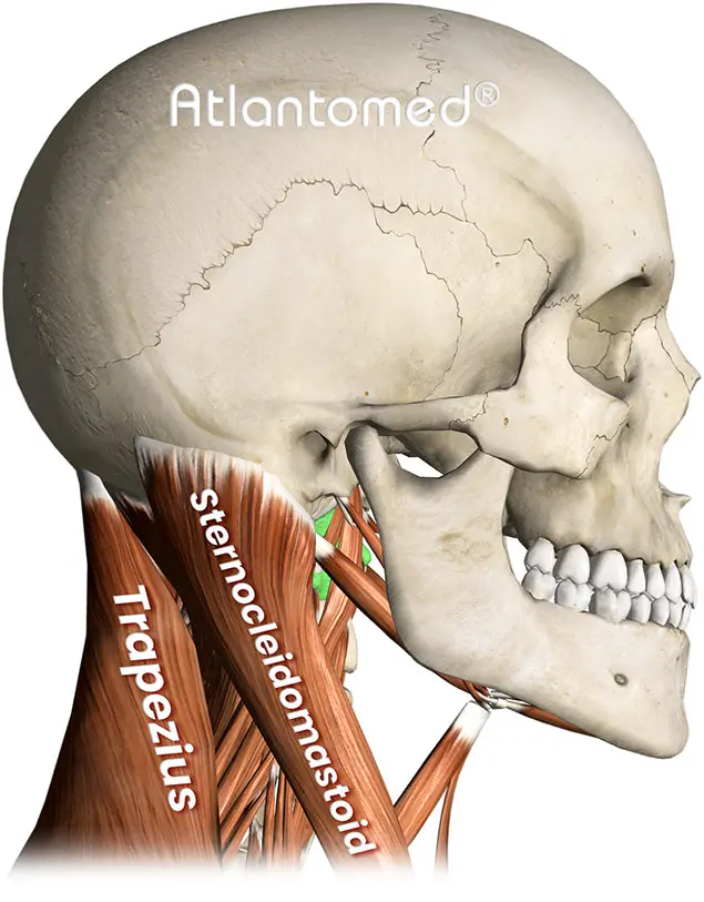 Cervical muscle tension and muscle-tension headache