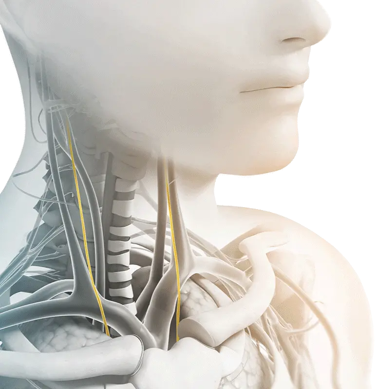 The Atlas and the Autonomic Nervous System