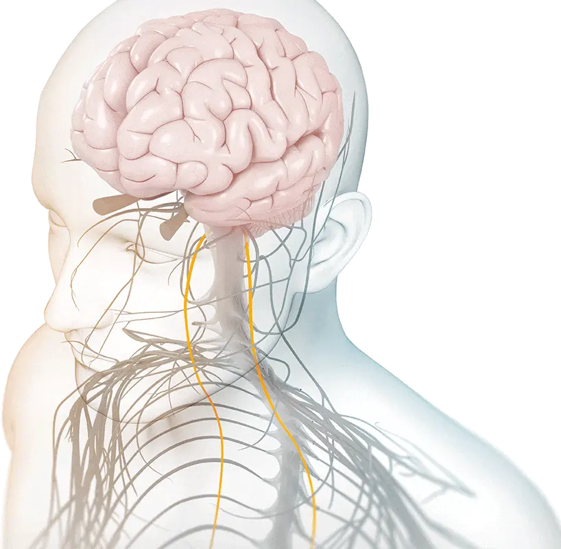 vagus nerve
