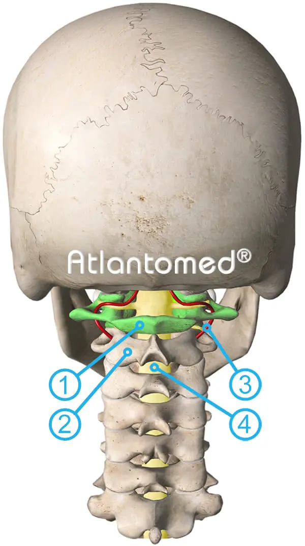7 Cervical Vertebrae and Atlas Correction
