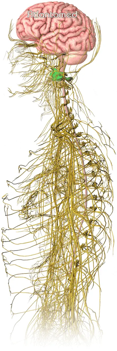 Skeleton with nerves