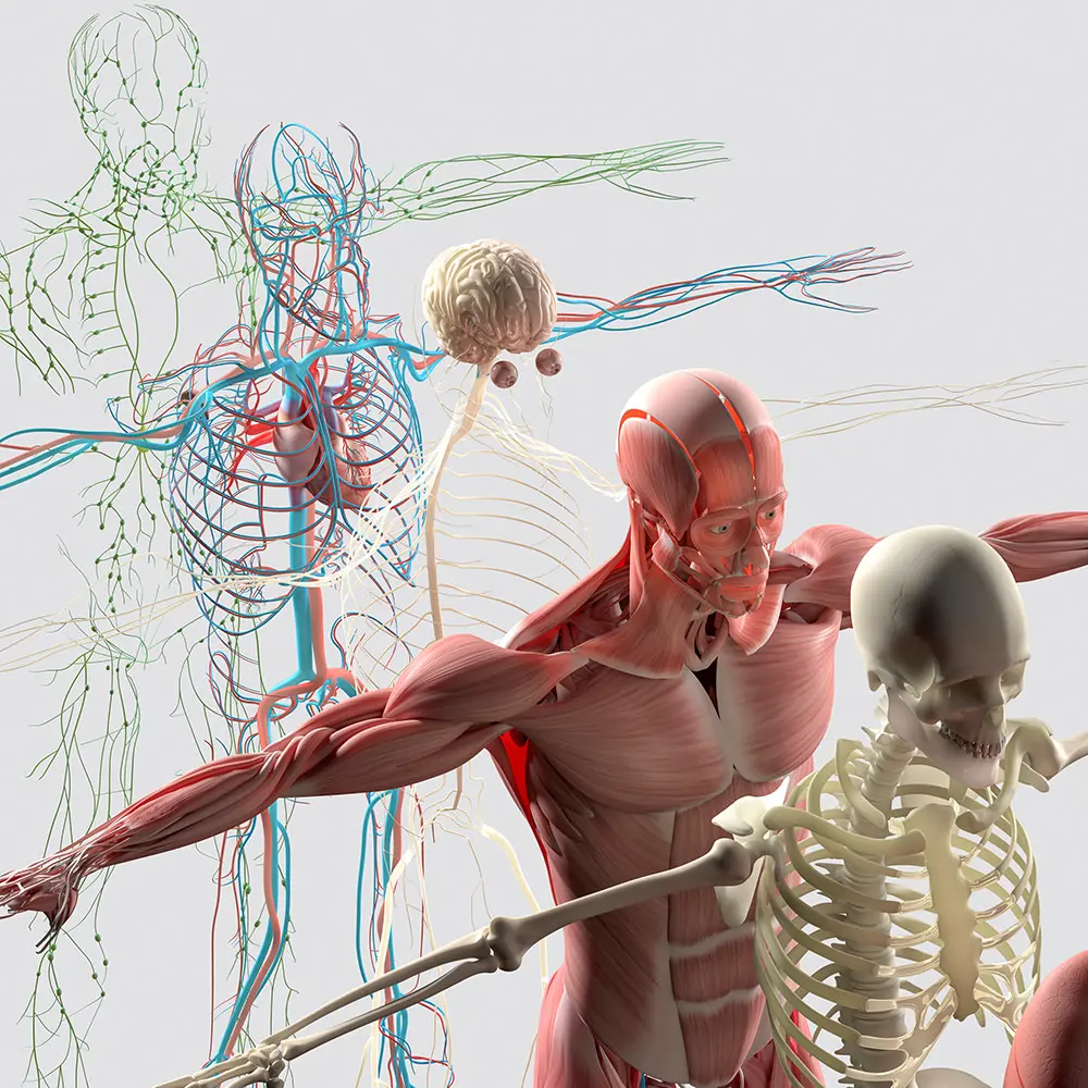 Skeletal system, muscular system, nervous system, cardiovascular system, and lymphatic system