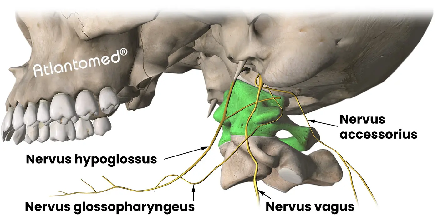 Accessory nerve, glossopharyngeal nerve, vagus nerve, hypoglossal nerve, and Atlas misalignment